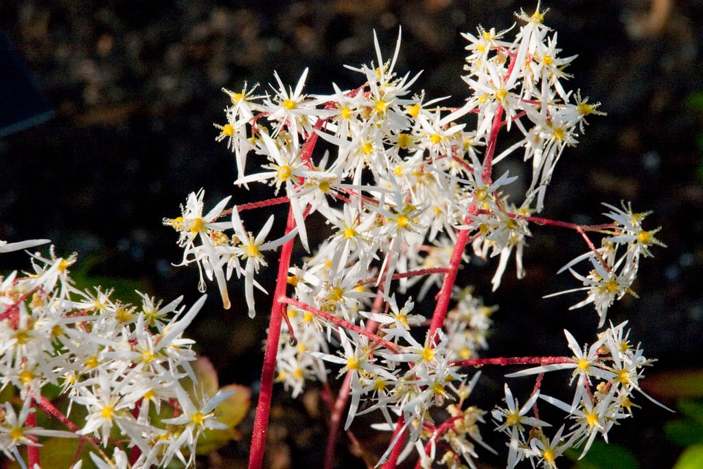 saxifrage 'Rubrifolia'