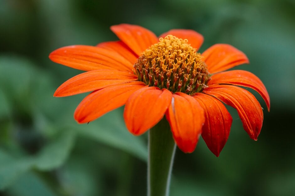 Mexican sunflower 'Torch'