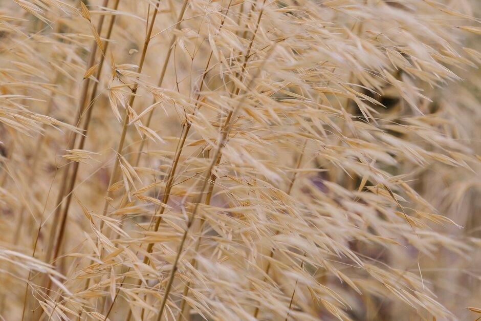 golden oats
