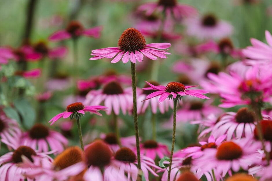 purple coneflower 'Rubinstern'