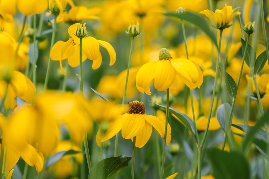 cut-leaved coneflower