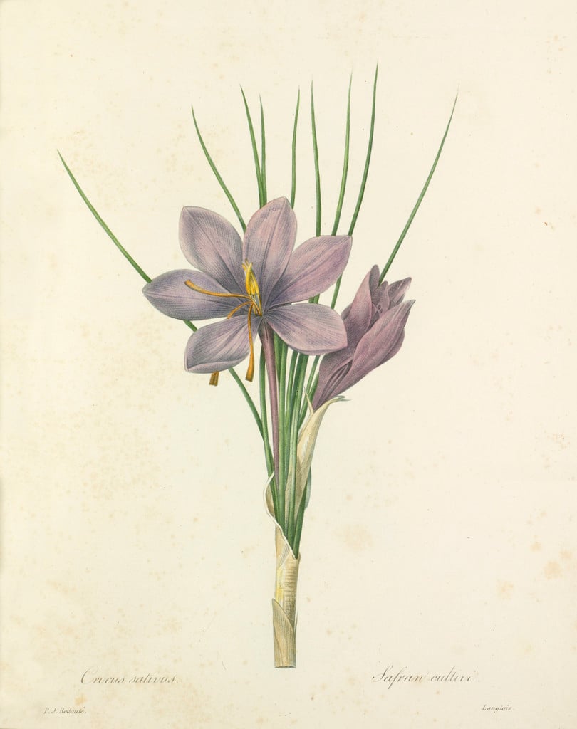 saffron crocus