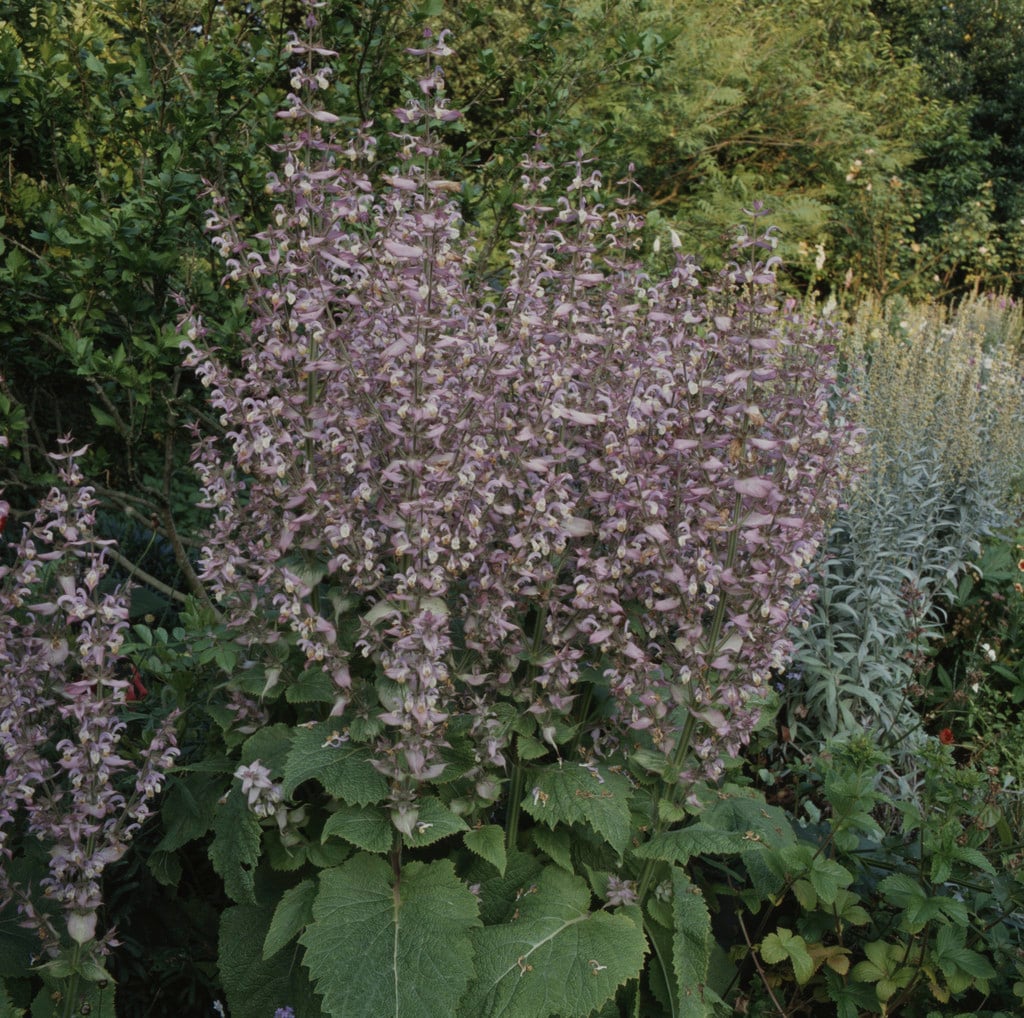 Turkestan clary 'Vatican Pink'