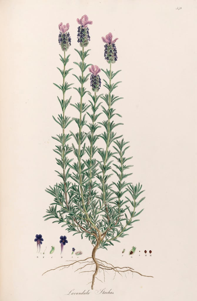 Lavandula stoechas | French lavender Shrubs/RHS Gardening