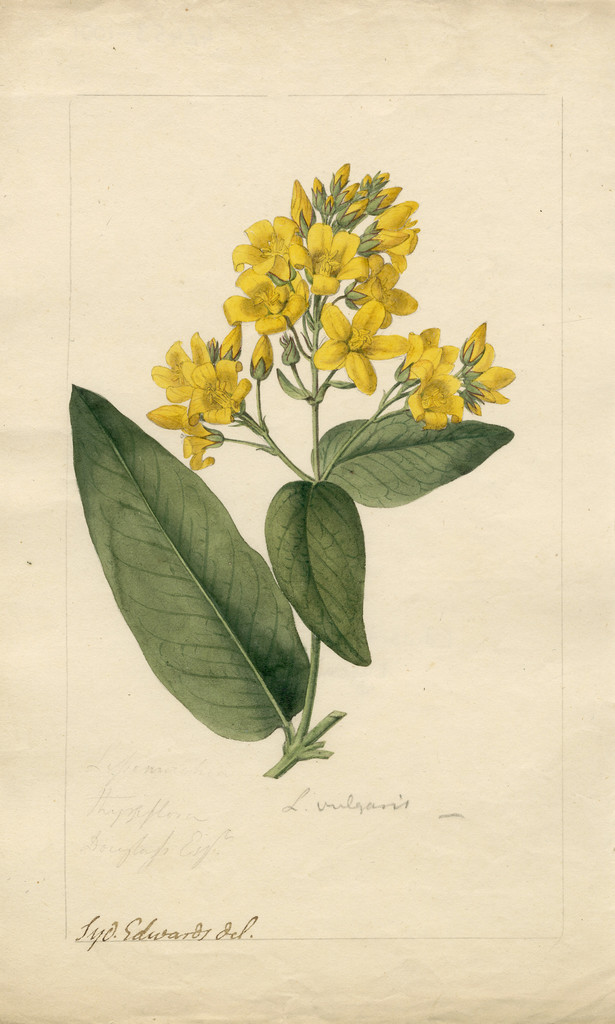 yellow loosestrife