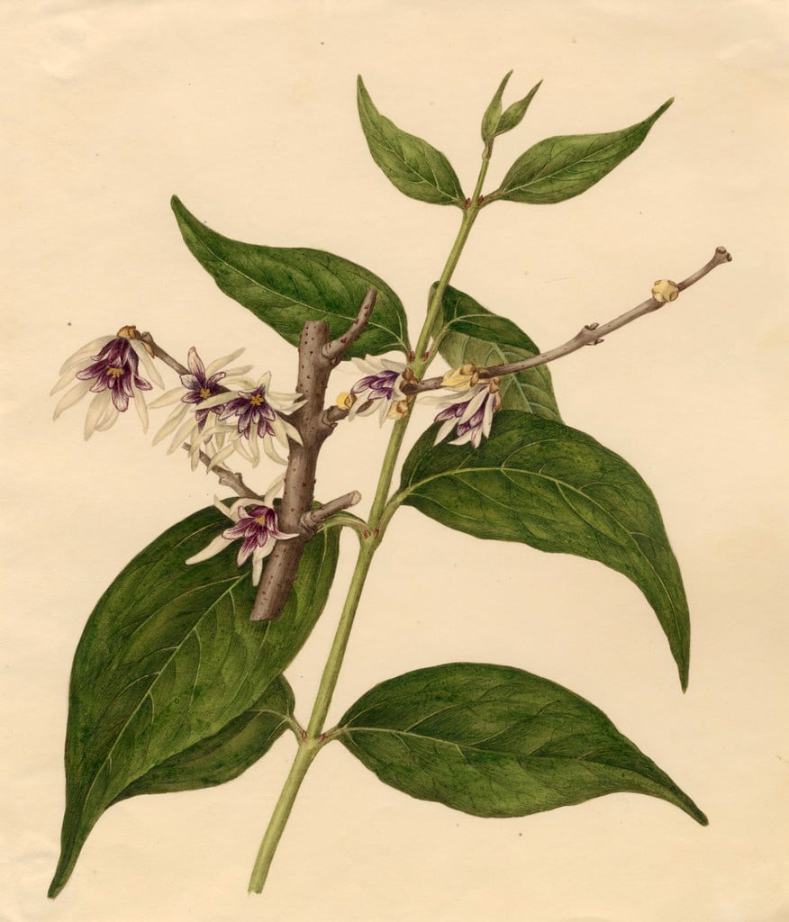 wintersweet