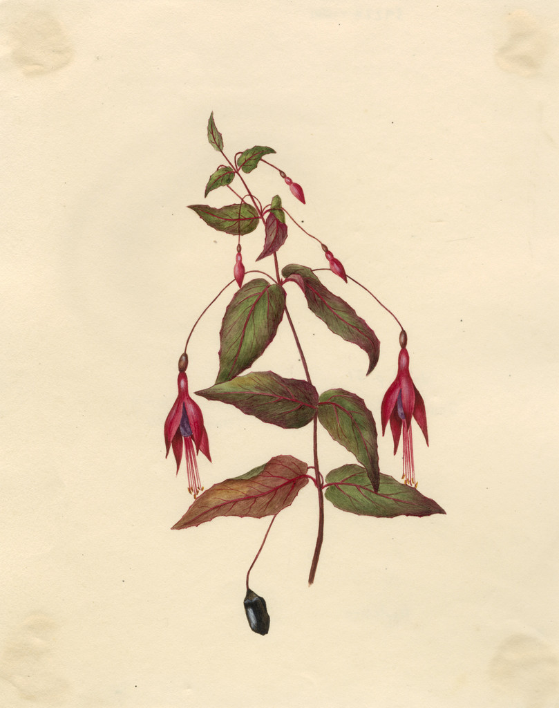lady's eardrops