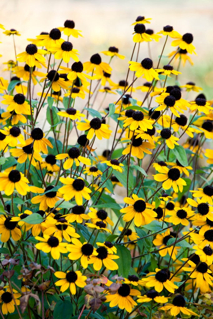 brown-eyed Susan