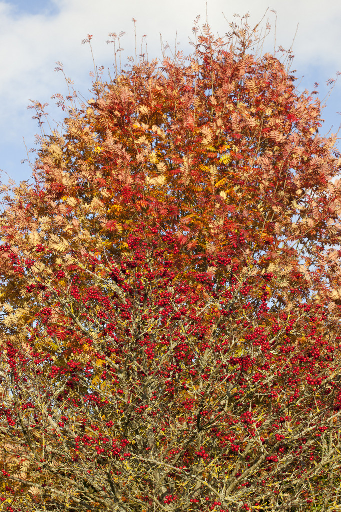 plum-leaved thorn