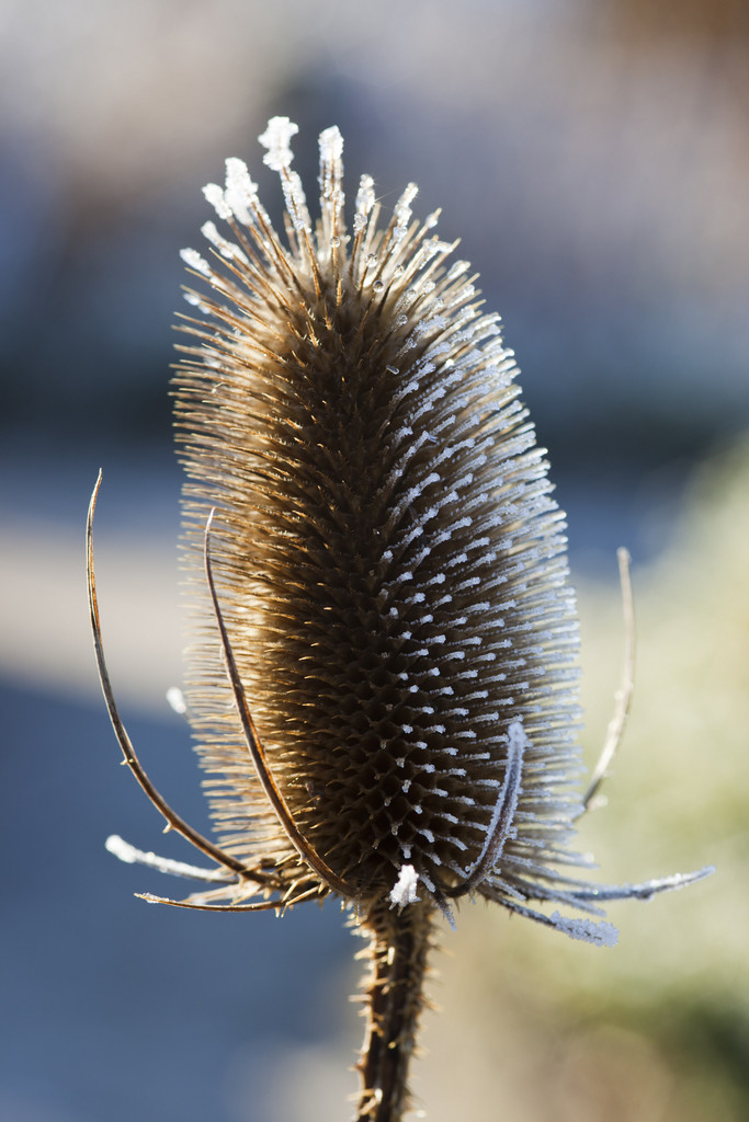 common teasel