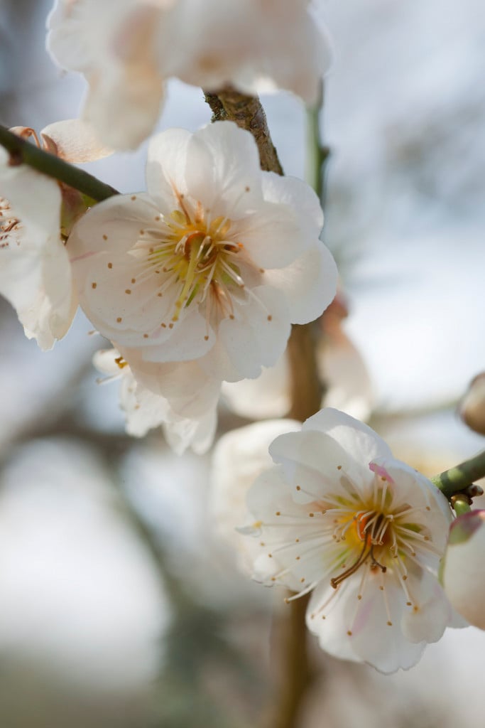 Japanese apricot 'Omoi-no-mama'