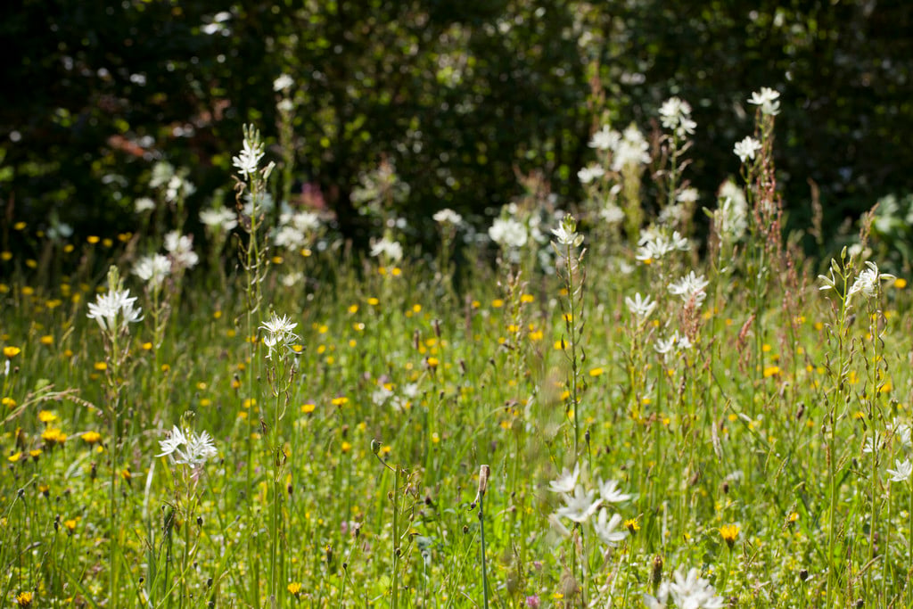 Californian white quamash
