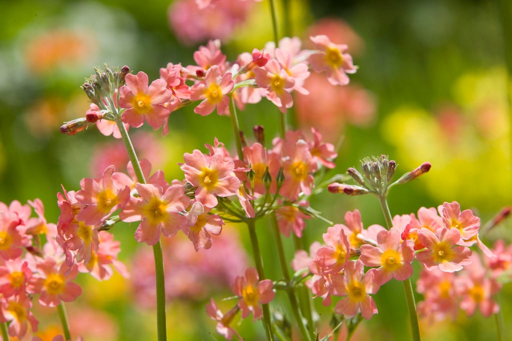 candelabra primula Harlow Car hybrids