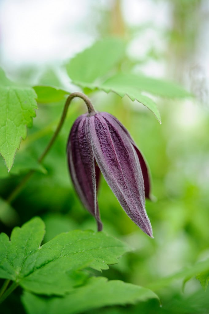 clematis 'Brunette'