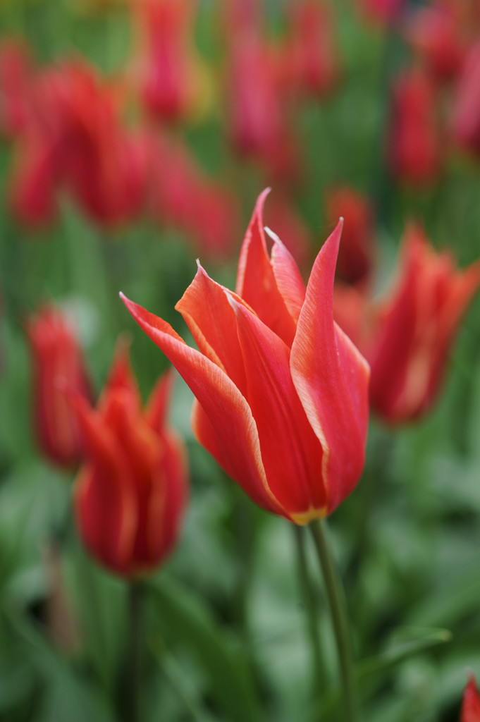tulip 'Aladdin'