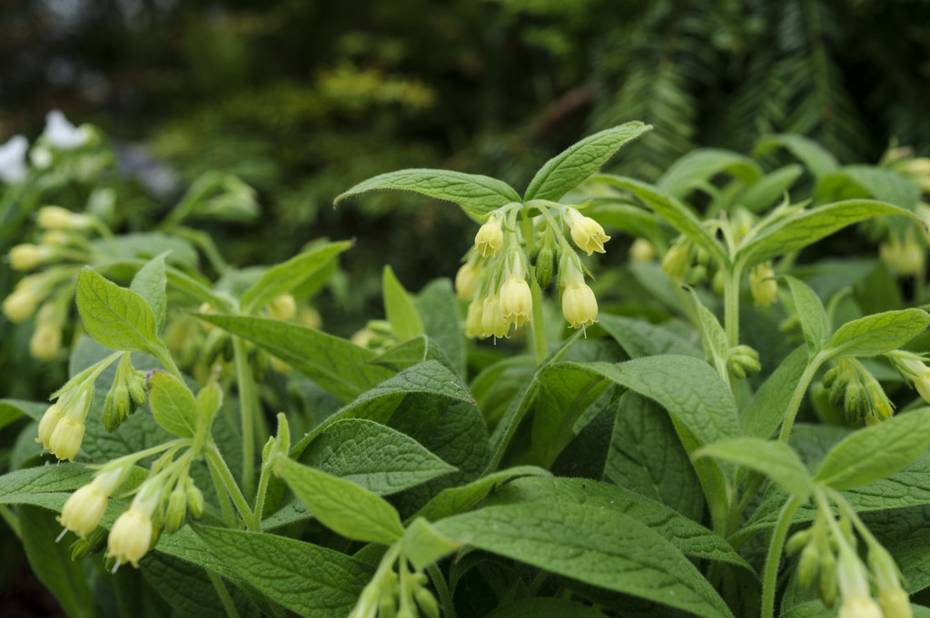 tuberous comfrey