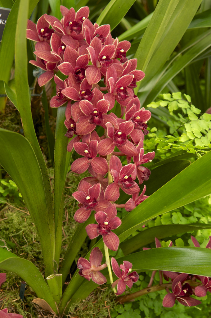 boat orchid Dorothy Stockstill gx