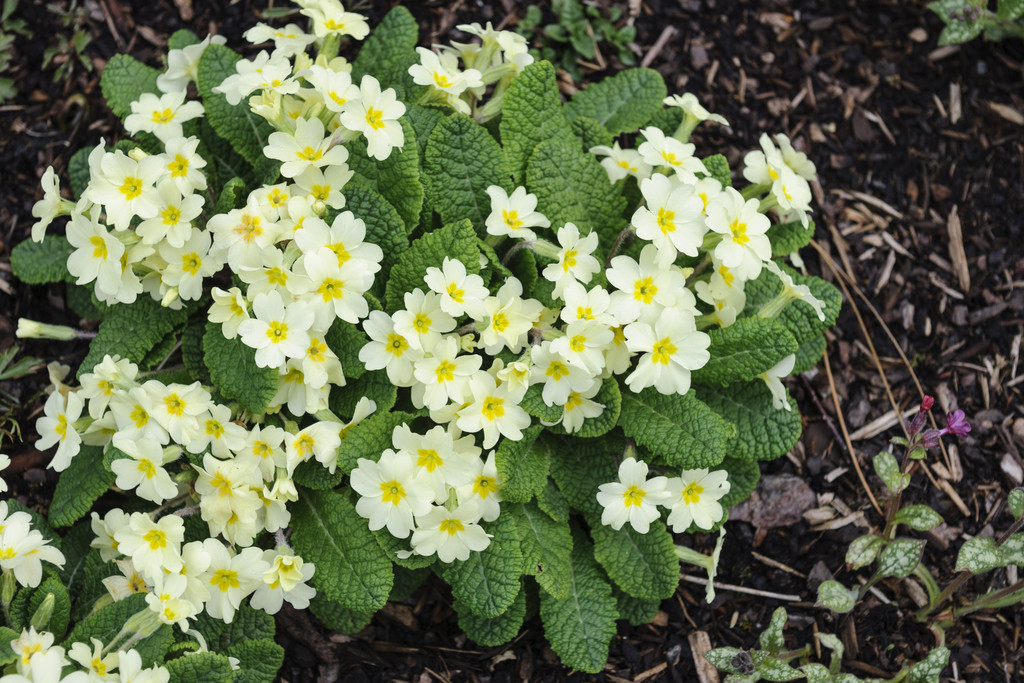 primrose