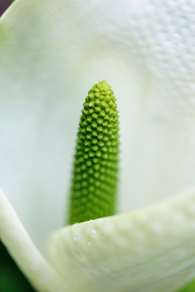 Asian skunk cabbage