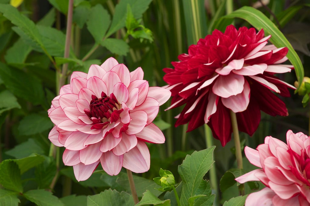 dahlia 'Crème de Cassis'