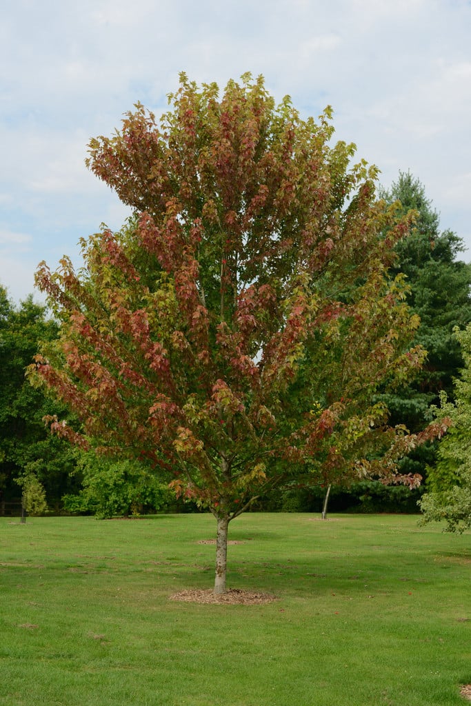 Acer × Freemanii Autumn Blaze (&jeffersred&) 