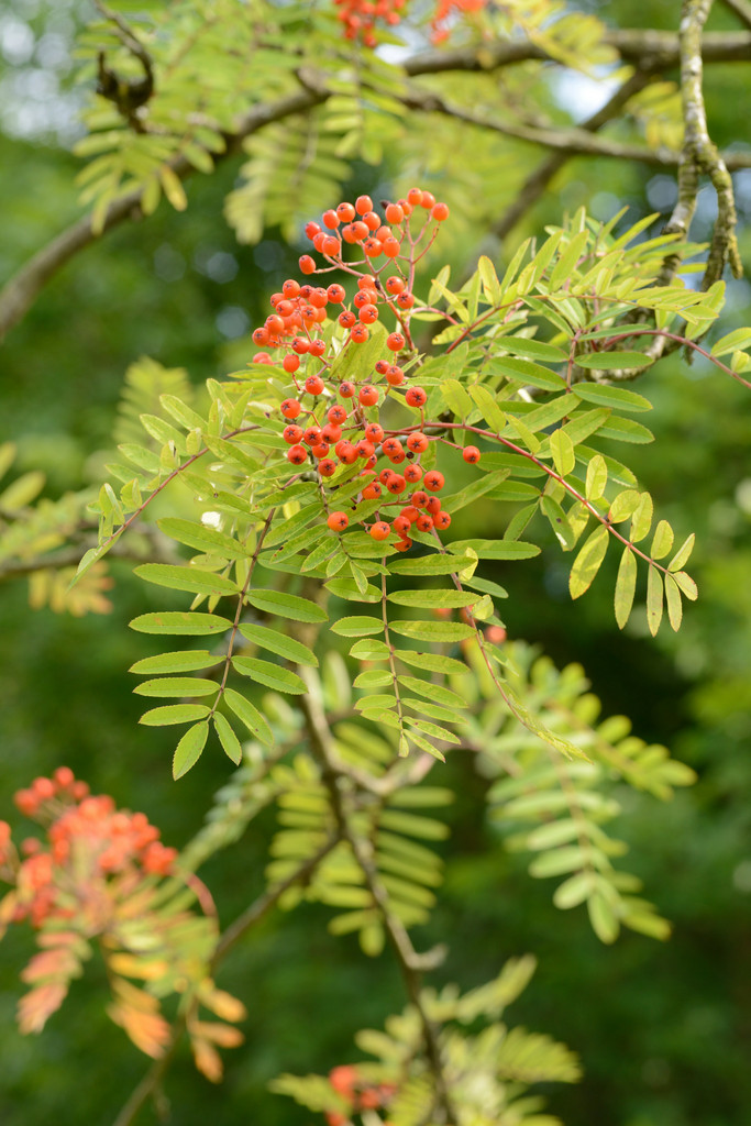 Sorbus esserteauana | Esserteau&s rowan Trees/RHS Gardening