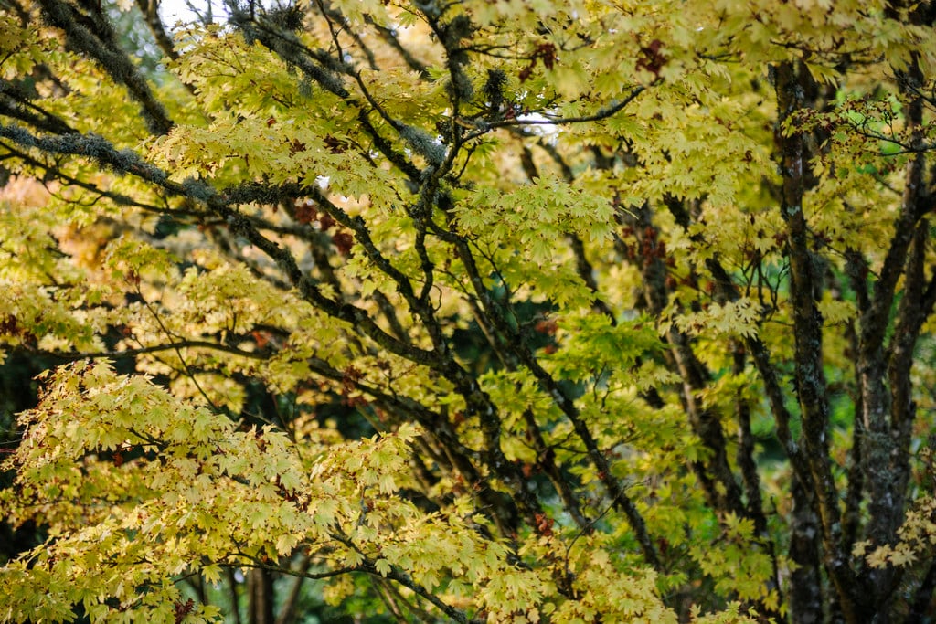 coral-bark maple