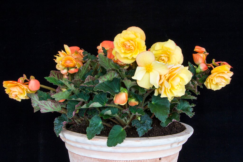 Begonia Fragrant Falls begonia &Apricot Nectar& Bedding/RHS Gardening