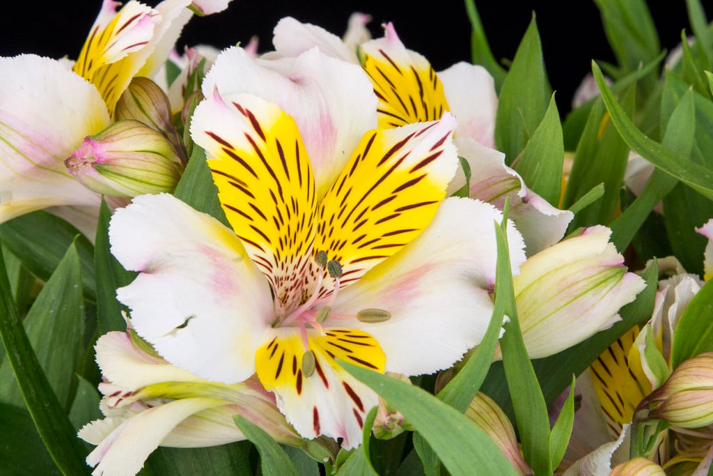 Peruvian lily [Inca Smile]