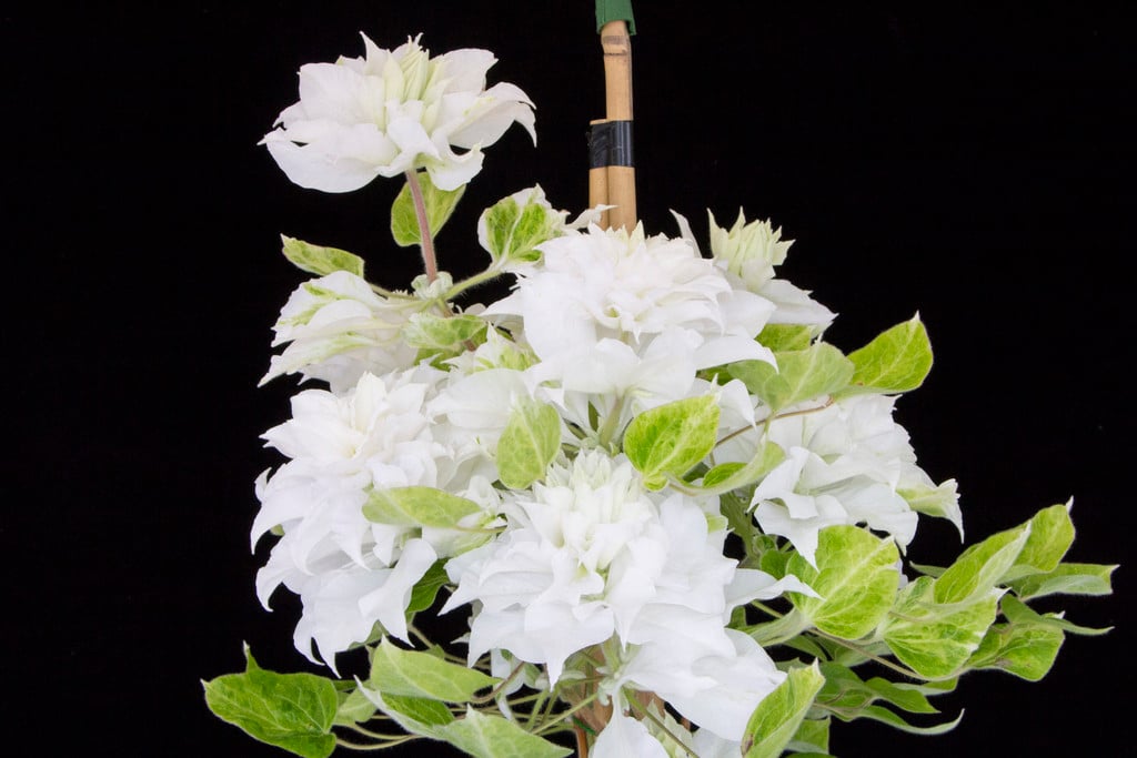 clematis 'Maria Sklodowska-Curie'