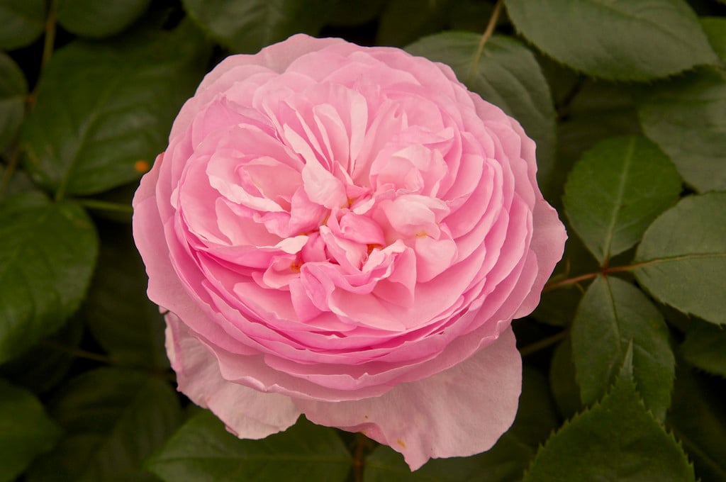 rose [Olivia Rose Austin]