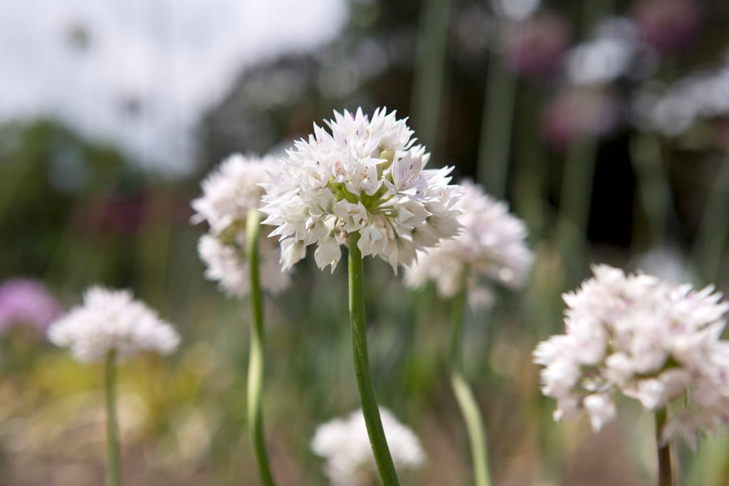 narrowleaf onion 'Graceful Beauty'