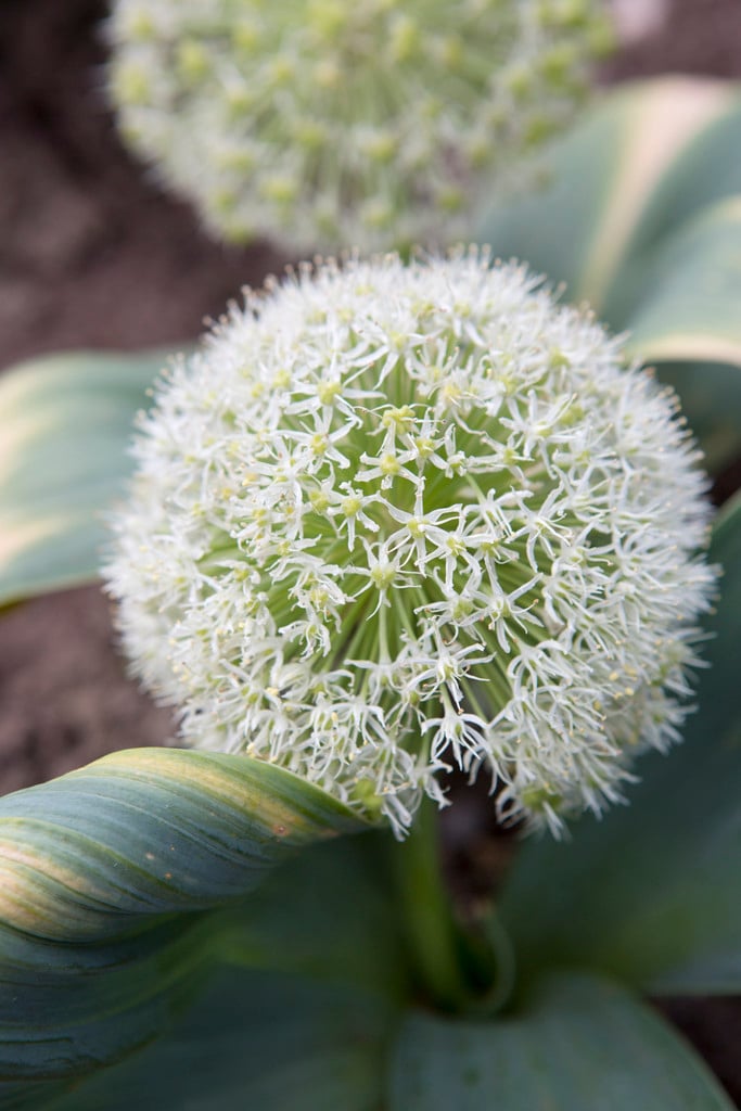 Kara Tau garlic 'Ivory Queen'