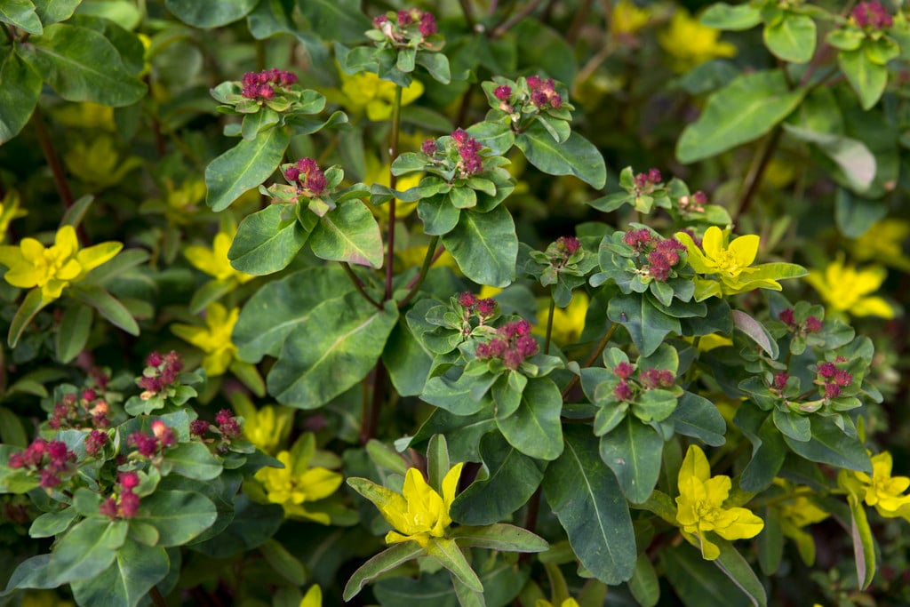 cushion spurge 'Midas'