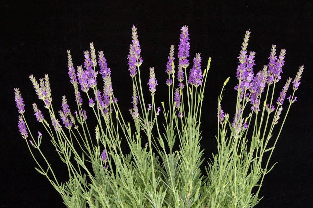 lavender 'Heavenly Scent'