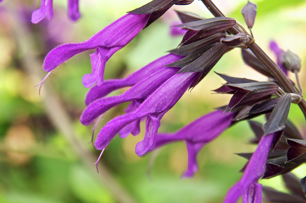 sage 'Amistad'
