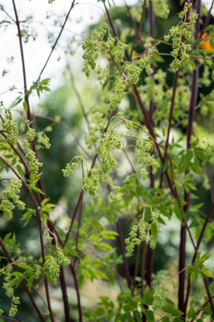 purple meadow rue