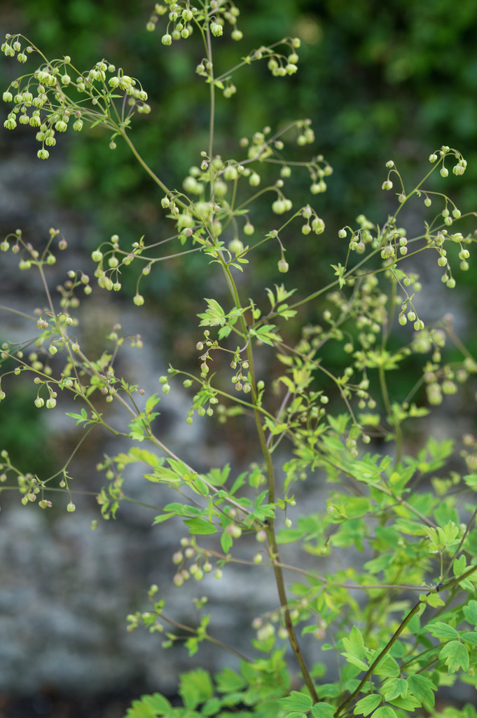 lesser meadow rue
