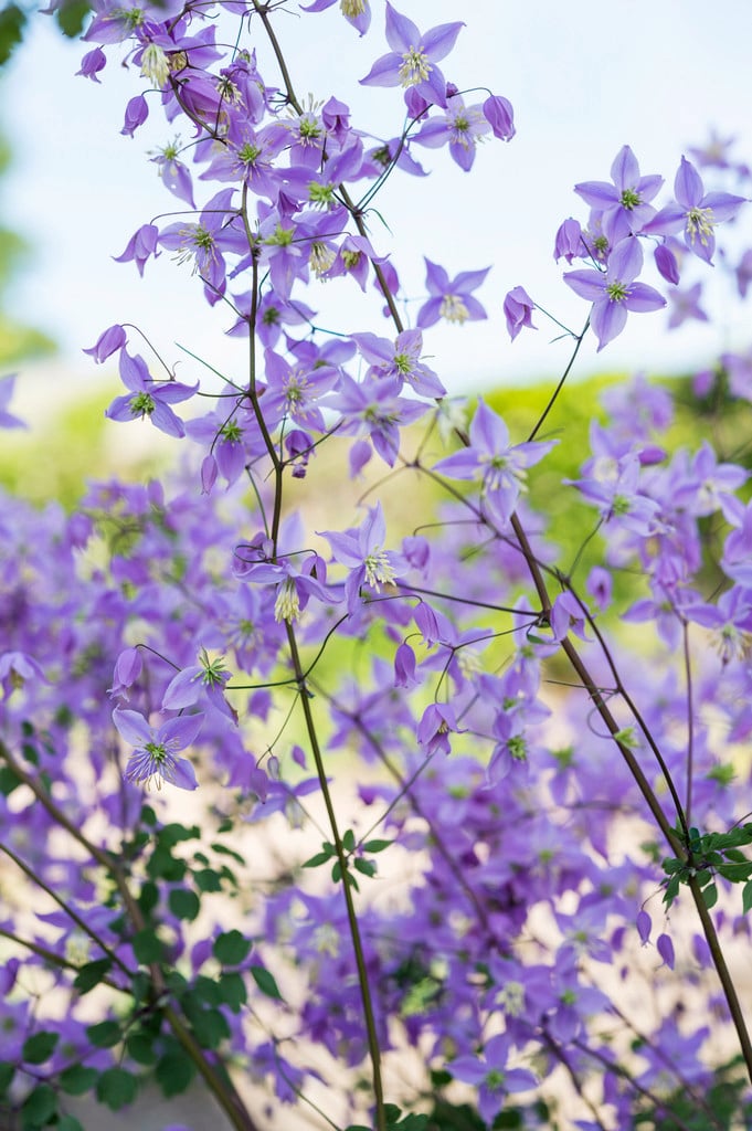 pointed Chinese meadow rue
