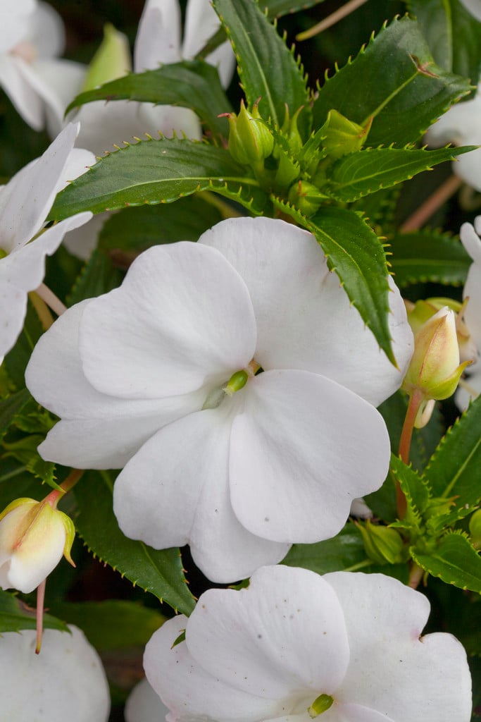 busy lizzie [SunPatiens Compact White Improved]