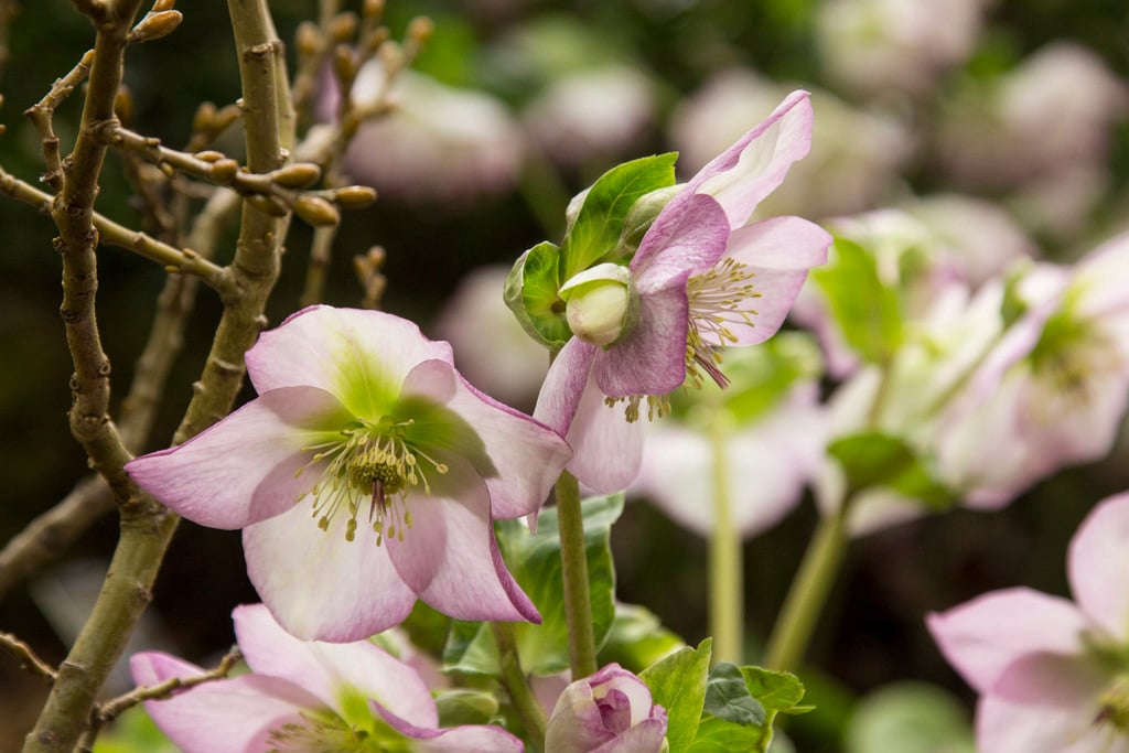 hellebore 'Harvington Rebekah'