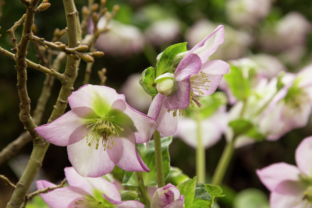 hellebore 'Harvington Rebekah'