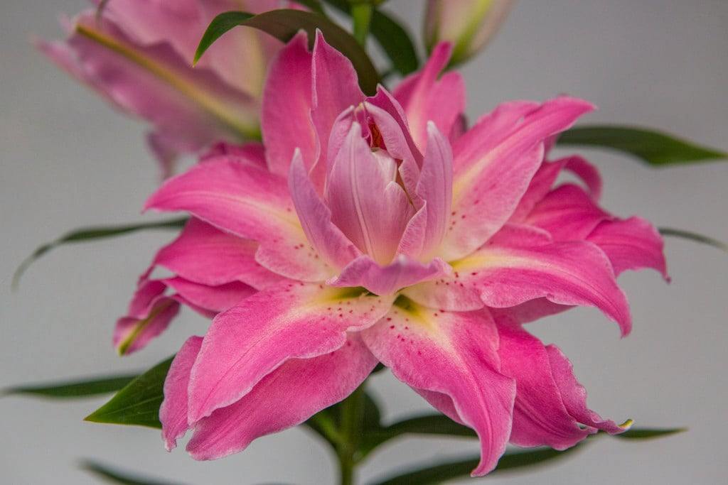 lily 'Twyford'