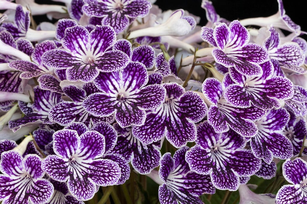 Cape primrose 'Polka-Dot Purple'
