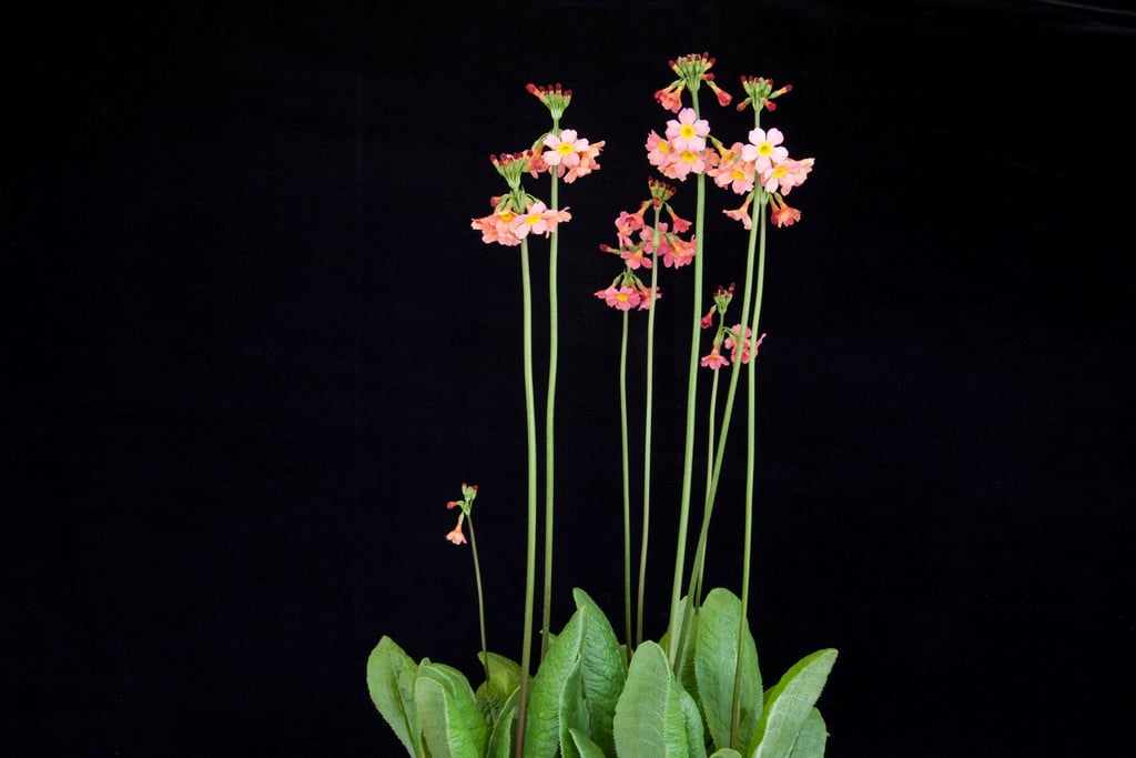 primrose 'Kevock Surprise'