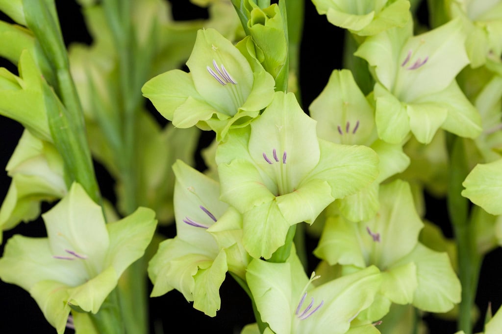 Gladiolo 'Prima Verde' (L)|lirio espada 'Prima Verde'/RHS Jardinería