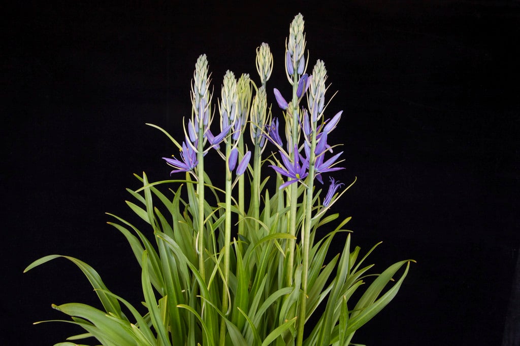 camass 'Maybelle'