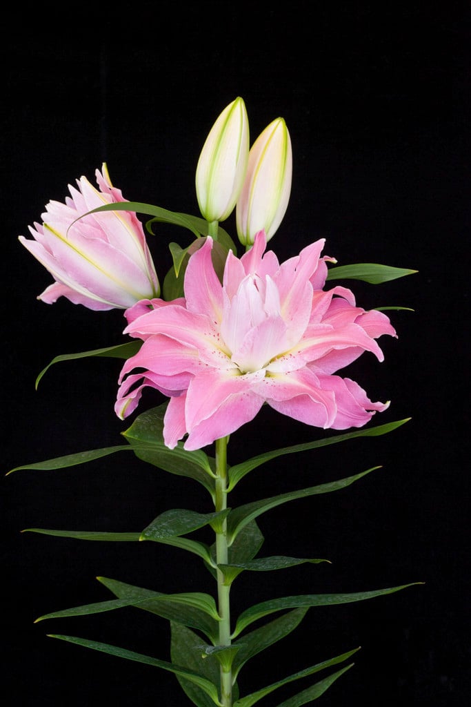 lily 'Twyford'