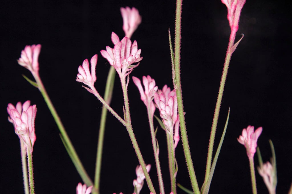 kangaroo paw 'Bush Pearl'