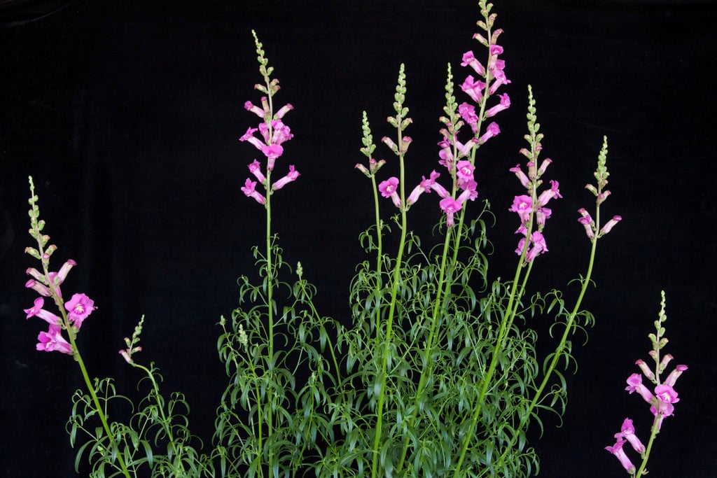 snapdragon [Pretty in Pink]